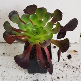 Succulente 'Surreal destiny' (Semponium) — rosette charnue bicolore en pot de culture · Godet