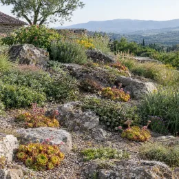 Joubarbe 'Lemon flare' (Sempervivum) — touffes de succulentes dans rocaille ensoleillée