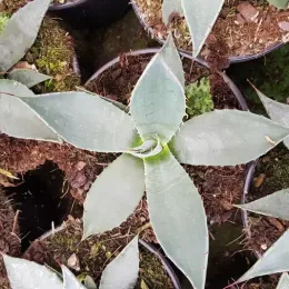 Agave applanata — rosette de feuilles épaisses en pot de culture · Pot 2.5L
