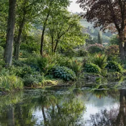 Osmunda 'Purpurascens' (Osmunda regalis) — massif de fougères et vivaces au bord d’un étang
