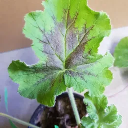 Géranium au parfum de menthe chocolat 'Chocolate' (Pelargonium tomentosum) — gros plan sur grande feuille nervurée vert clair
