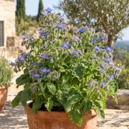 Bourrache officinale (Borago officinalis) — plante touffue en pot, fleurs étoilées bleues