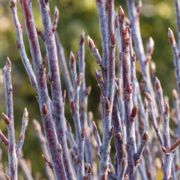 Saule à rameaux bleus (Salix irrorata) — rameaux dressés couverts de pruine bleutée avec bourgeons · Photo d'illustration