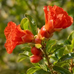 Grenadier à fruit 'Belbek' (Punica granatum) — gros plan sur boutons et fleurs orangées · Photo d'illustration