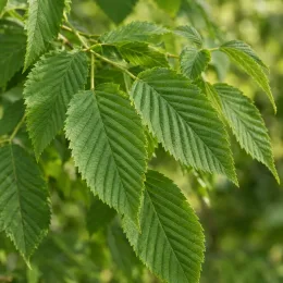 Ostrya (Ostrya carpinifolia) — rameau avec gros plan sur feuilles dentées