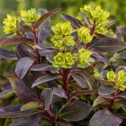 Euphorbe des bois 'Purpurea' (Euphorbia amygdaloides) — touffes de tiges dressées aux bractées vertes · Photo d'illustration
