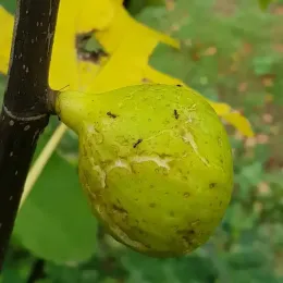 Figuier 'Lusignan' (Ficus carica) — gros plan sur un fruit avec des fourmis