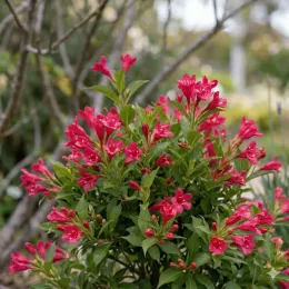 Weigela 'Rosa' (Weigela picobella) — arbuste fleuri aux nombreuses fleurs roses vives