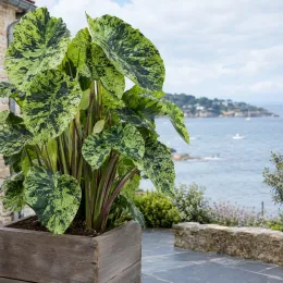 Colocasia panaché 'Mojito' (Colocasia esculenta) — grand feuillage panaché en bac devant la mer · Photo d'illustration