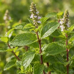 Menthe chartreuse 'Chartreuse' (Mentha × piperita) — tiges feuillées avec épis de petites fleurs · Photo d'illustration