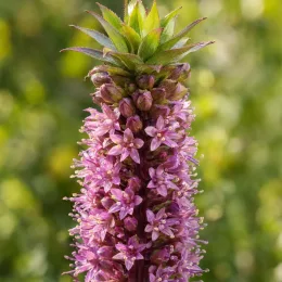 Plante ananas 'Purple' (Eucomis comosa) — gros plan sur épi de petites fleurs violettes · Photo d'illustration