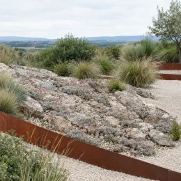 Joubarbe silver suede 'Chick charms silver suede' (Sempervivum) — plantes tapissantes sur rocaille de jardin sec · Photo d'illustration