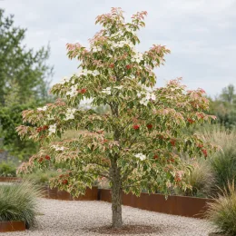 Cornouiller à fleurs américain 'Cherokee daybreak' (Cornus florida) — arbre isolé au feuillage panaché avec baies rouges