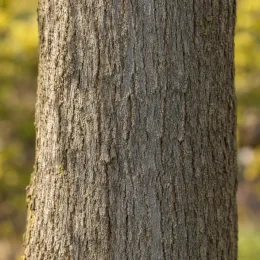Févier d'amérique sans épines 'Spectrum' (Gleditsia triacanthos) — gros plan sur écorce de tronc