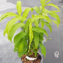Gingembre du japon (Zinziber mioga) — jeune plante verte en pot de pépinière · Pot 3L