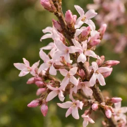 Forsythia rose de corée 'Roseum' (Abeliophyllum distichum) — grappe de petites fleurs rose pâle en bouton · Photo d'illustration