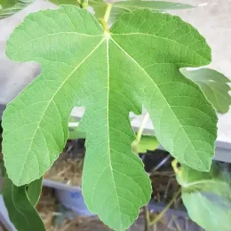 Figuier 'Castle kennedy' (Ficus carica) — gros plan sur une grande feuille lobée
