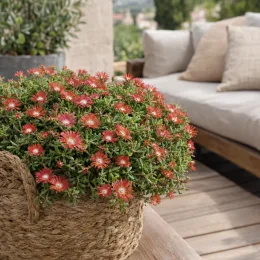 Pourpier vivace 'Red mountain' (Delosperma dyeri) — coussin de petites fleurs orangées sur terrasse · Photo d'illustration