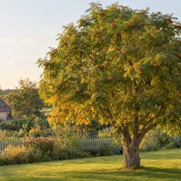 Cormier (Sorbus domestica) — arbre isolé chargé de fruits jaunes au jardin