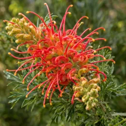 Grévilléa 'Joe mason' (Grevillea) — gros plan d’inflorescences rouges sur feuillage vert