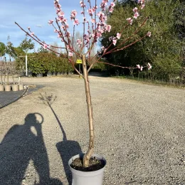 Pêcher 'Peche de vigne' (Prunus persica) — arbre fruitier en fleurs dans un pot de pépinière · Pot 10L Gobelet