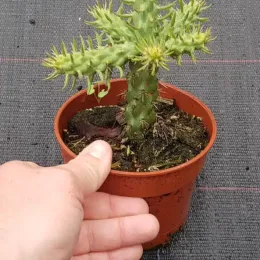 Cactée (Cylindropuntia spinosior) — petit cactus épineux en pot plastique brun, main · Pot 0.5L