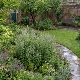Menthe géante (Mentha × villosa) — massif de vivaces bordant une allée de jardin · Photo d'illustration