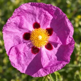 Ciste pourpre (Cistus purpureus) — fleur rose violette froissée avec centre jaune · Photo d'illustration