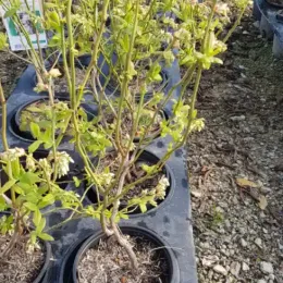 Myrtillier 'Hardy blue' (Vaccinium corymbosum) — jeune arbuste ramifié en pot de pépinière · Pot 3L Touffe
