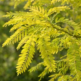 Févier d'amérique sans épines 'Spectrum' (Gleditsia triacanthos) — feuillage composé jaune vert en gros plan