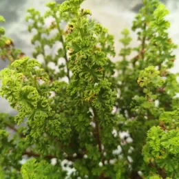 Géranium au parfum d'agrume 'Minor' (Pelargonium crispum) — gros plan sur feuillage très frisé vert