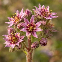 Joubarbe à rosette vert pointes noires 'Appletini' (Sempervivum) — fleurs étoilées roses en gros plan · Photo d'illustration