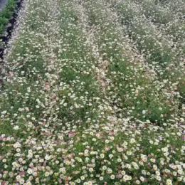 Erigeron 'Profusion' (Erigeron karvinskianus) — large massif de petites fleurs en rangées serrées · Pot 3L