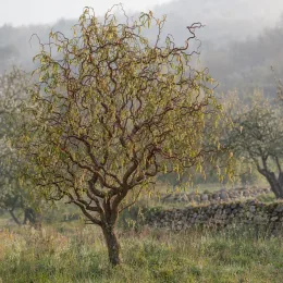 Saule tortueux chocolat 'Tortuosa chocolat' (Salix matsudana) — arbre au tronc tortueux dans prairie naturelle · Photo d'illustration
