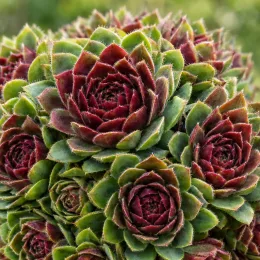 Joubarbe à rosette rouge 'Ruby hearts' (Sempervivum) — rosettes serrées vertes à centres rouges · Photo d'illustration