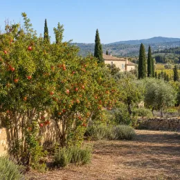 Grenadier à fruit 'Teheran' (Punica granatum) — arbustes fruitiers chargés de fruits rouges au jardin · Photo d'illustration