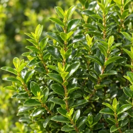 Troène de chine 'Eugene clive' (Ligustrum sinense) — feuillage dense aux petites feuilles brillantes · Photo d'illustration