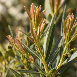 Rince-bouteilles (Callistemon) — gros plan sur jeunes pousses et feuilles étroites