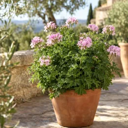 Géranium au parfum de rose 'Robert's lemon rose' (Pelargonium graveolens) — plante fleurie en pot terre cuite sur terrasse