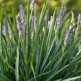 Seslérie (Sesleria caerulea) — touffe de graminée aux épis floraux violets