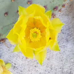 Oponce violette 'Santa rita' (Opuntia violacea) — fleur de cactus jaune en gros plan
