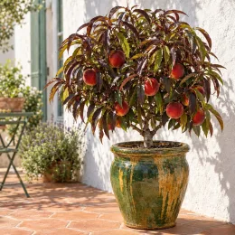 Pêcher 'Crimson bonfire' (Prunus persica) — arbre fruitier en pot sur terrasse ensoleillée · Photo d'illustration