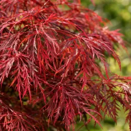 Erable du japon pourpre 'Crimson queen' (Acer palmatum) — feuillage très découpé rouge vif en gros plan · Photo d'illustration