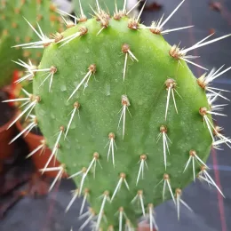 Oponce du littoral (Opuntia littoralis) — raquette de cactus verte avec nombreuses épines