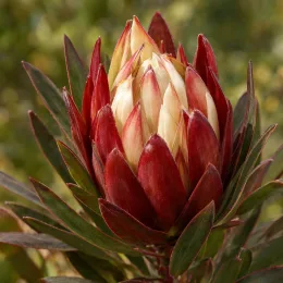 Leucadendron 'Winter red' (Leucadendron salignum) — gros plan d’une inflorescence rouge et crème · Photo d'illustration