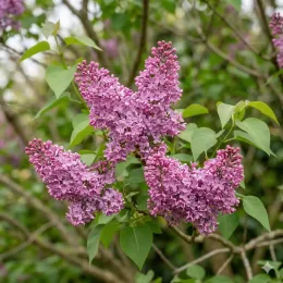 Lilas nain 'Pink' (Syringa flowerfesta) — grappes de petites fleurs roses parfumées