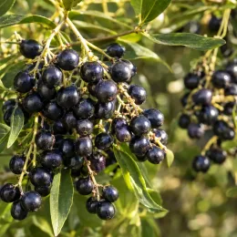 Troène de chine (Ligustrum sinensis) — grappes de petits fruits sombres parmi le feuillage · Photo d'illustration