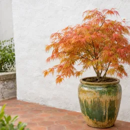 Érable du japon 'Orange lace' (Acer palmatum) — petit arbuste aux feuilles fines orangées en pot