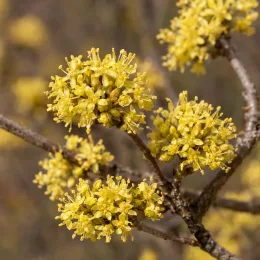 Cornouiller mâle à gros fruits 'Schönbrunner gourmet dirndl' (Cornus mas) — grappes de petites fleurs jaunes sur branches brunes · Photo d'illustration