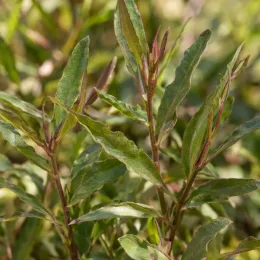 Gaura rouge 'Red color' (Gaura lindheimeri) — gros plan sur des feuilles lancéolées vertes · Photo d'illustration